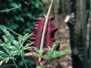 Dracunculus vulgaris (Dead Meat Lily)